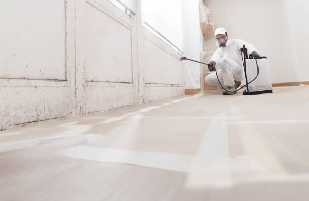 Black mold remediation team in Gallitzin